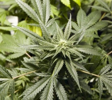 Plantaţie de cannabis, descoperită în Chirnogeni - vezi video!